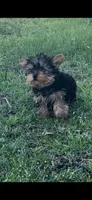 Sam, a male Yorkshire Terrier for sale in Atoka, OK – Photo 1 of 2