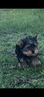 Sam, a male Yorkshire Terrier for sale in Atoka, OK – Photo 2 of 2
