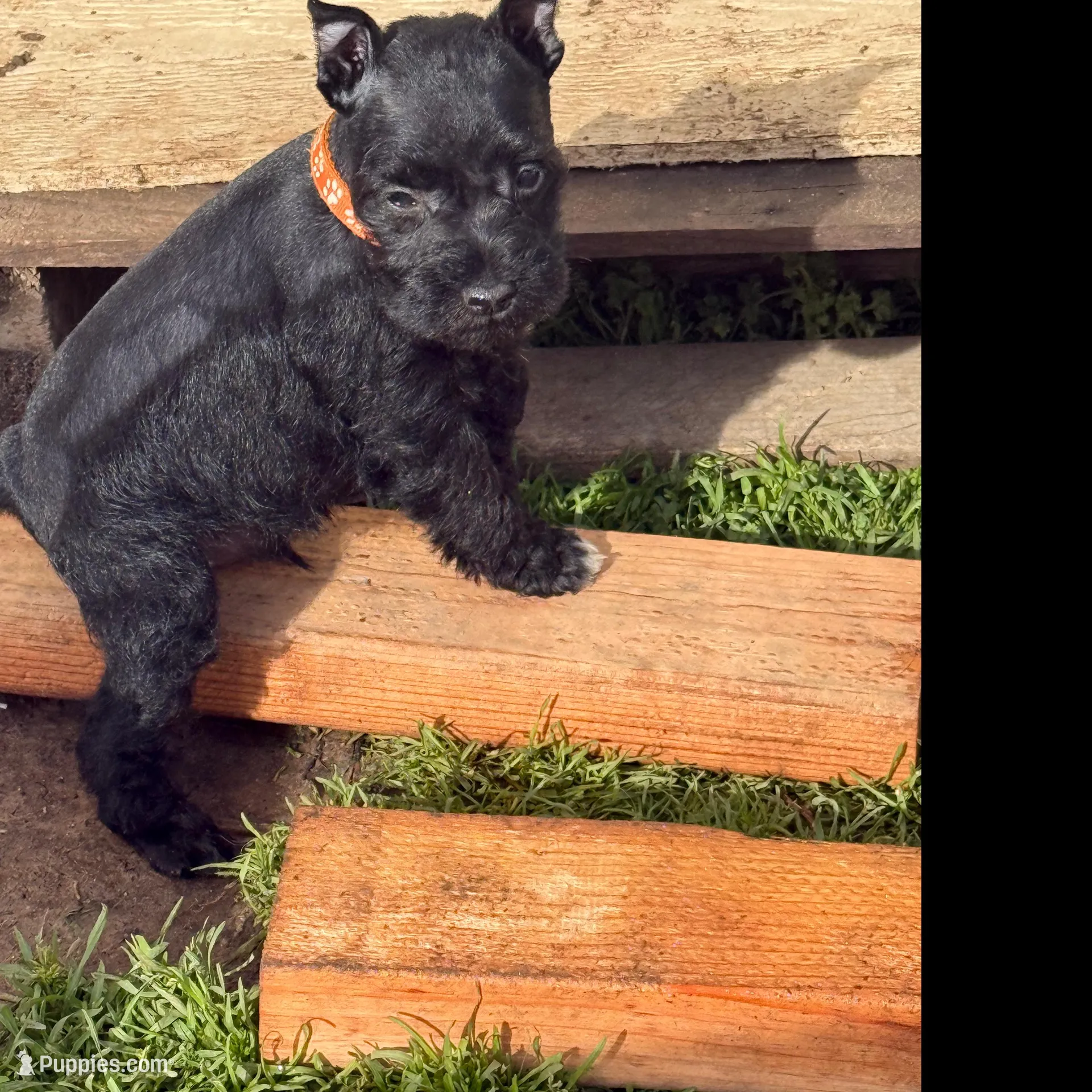 Tyson, a male Miniature Schnauzer for sale in Atoka, OK – Photo 2 of 2