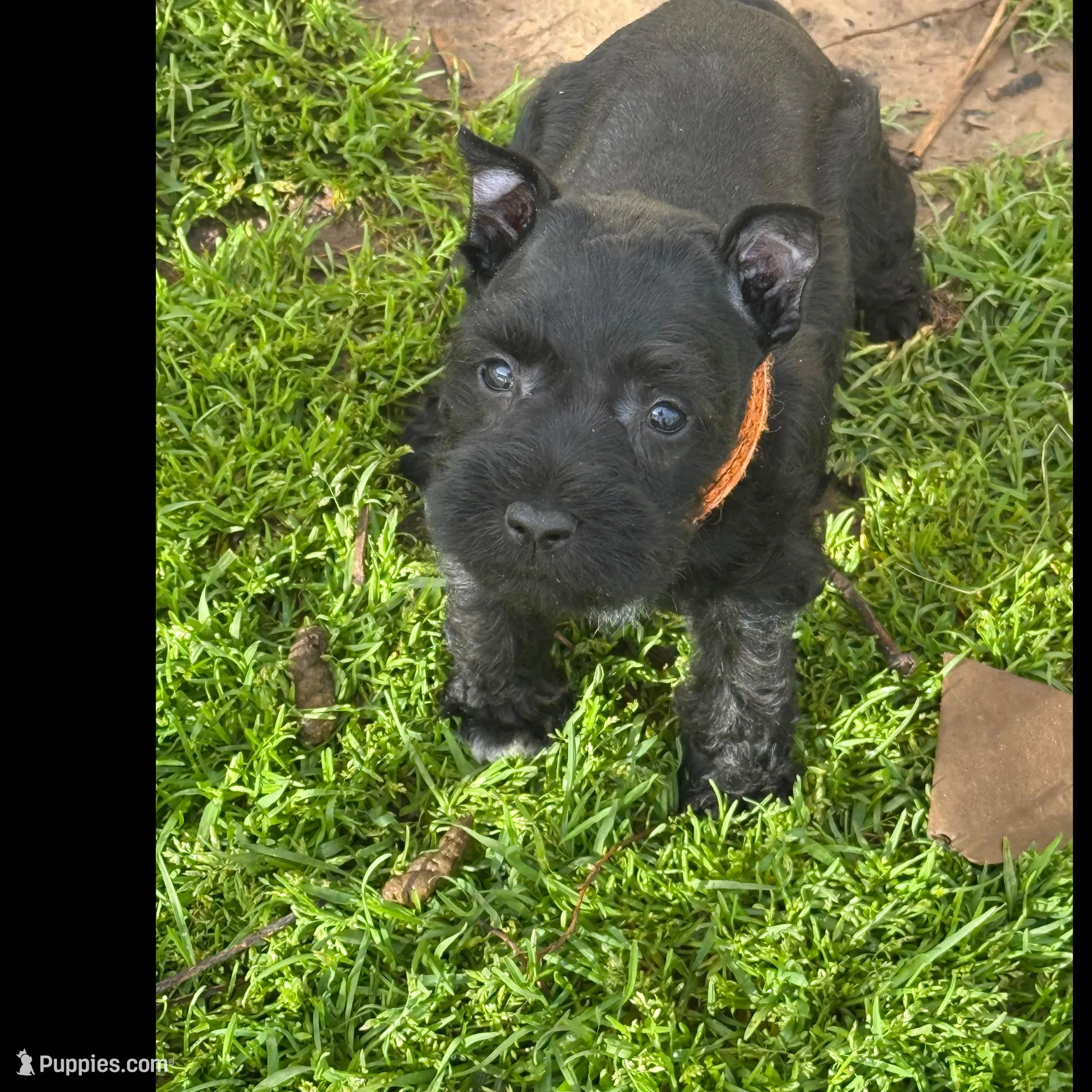 Tyson – Miniature Schnauzer puppy for sale in Atoka, OK