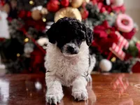Courage, a male Poodle - Miniature  for sale in Greencastle, PA – Photo 1 of 4