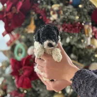 Courage, a male Poodle - Miniature  for sale in Greencastle, PA – Photo 3 of 4