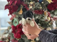 Courage, a male Poodle - Miniature  for sale in Greencastle, PA – Photo 3 of 4