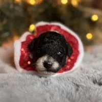 Courage, a male Poodle - Miniature  for sale in Greencastle, PA – Photo 4 of 4