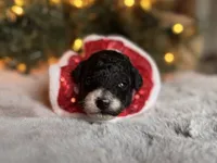 Courage, a male Poodle - Miniature  for sale in Greencastle, PA – Photo 4 of 4