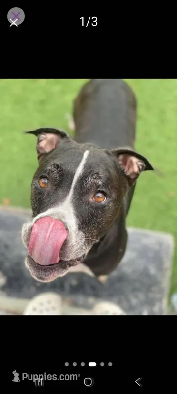 Ruby – American Pit Bull Terrier puppy for sale in Sunrise, FL