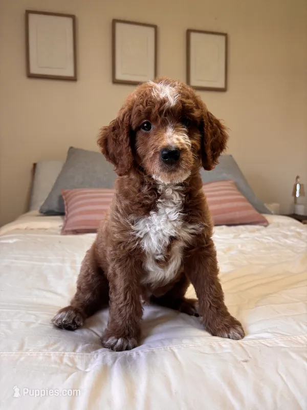 Marsh – Goldendoodle puppy for sale in Sicklerville, NJ