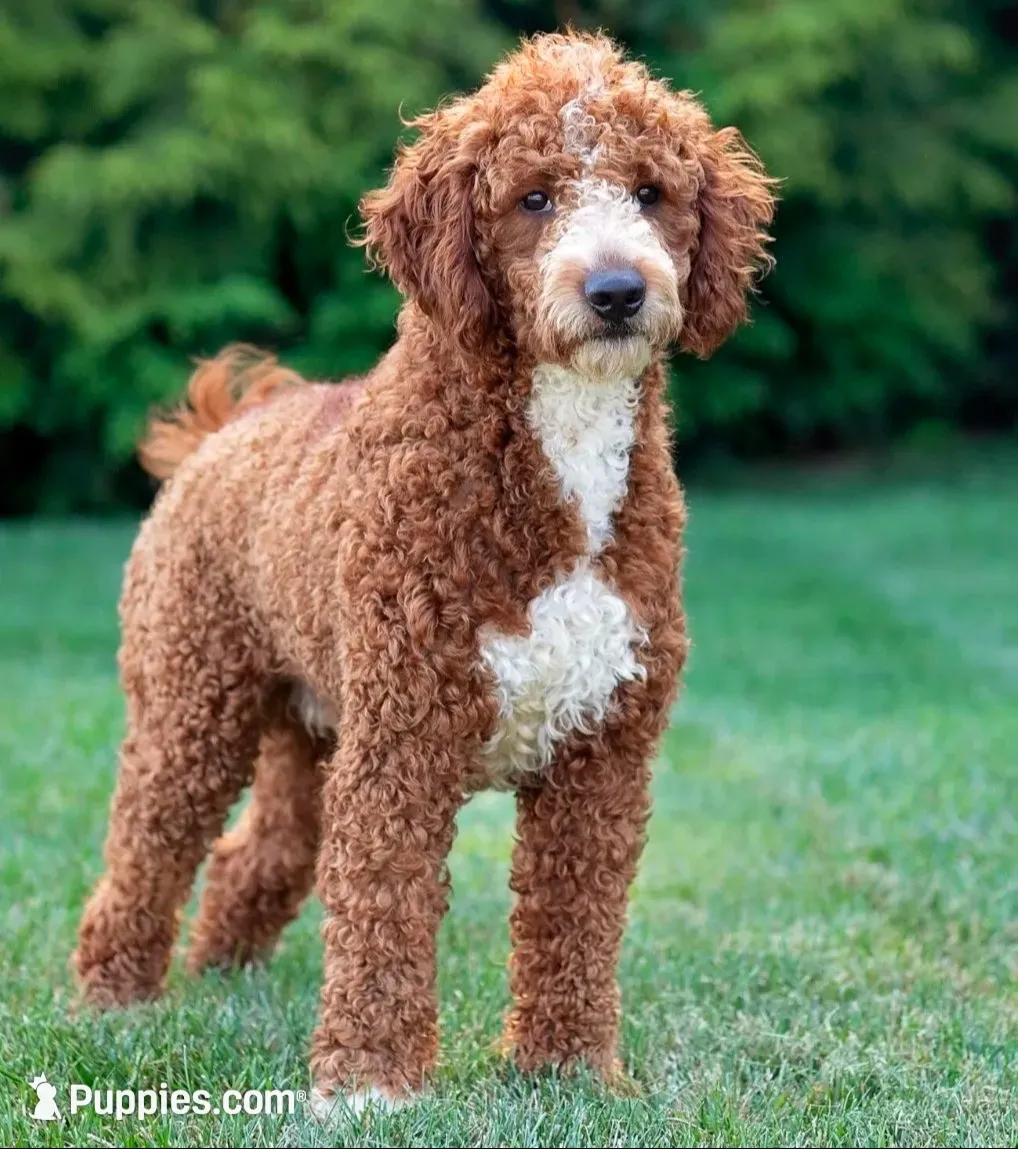 Wheeler, a male Goldendoodle for sale in Sicklerville, NJ – 3 of 3