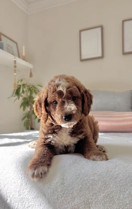 Marsh – Goldendoodle puppy for sale in Sicklerville, NJ