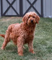 Marsh, a male Goldendoodle for sale in Sicklerville, NJ – 4 of 4