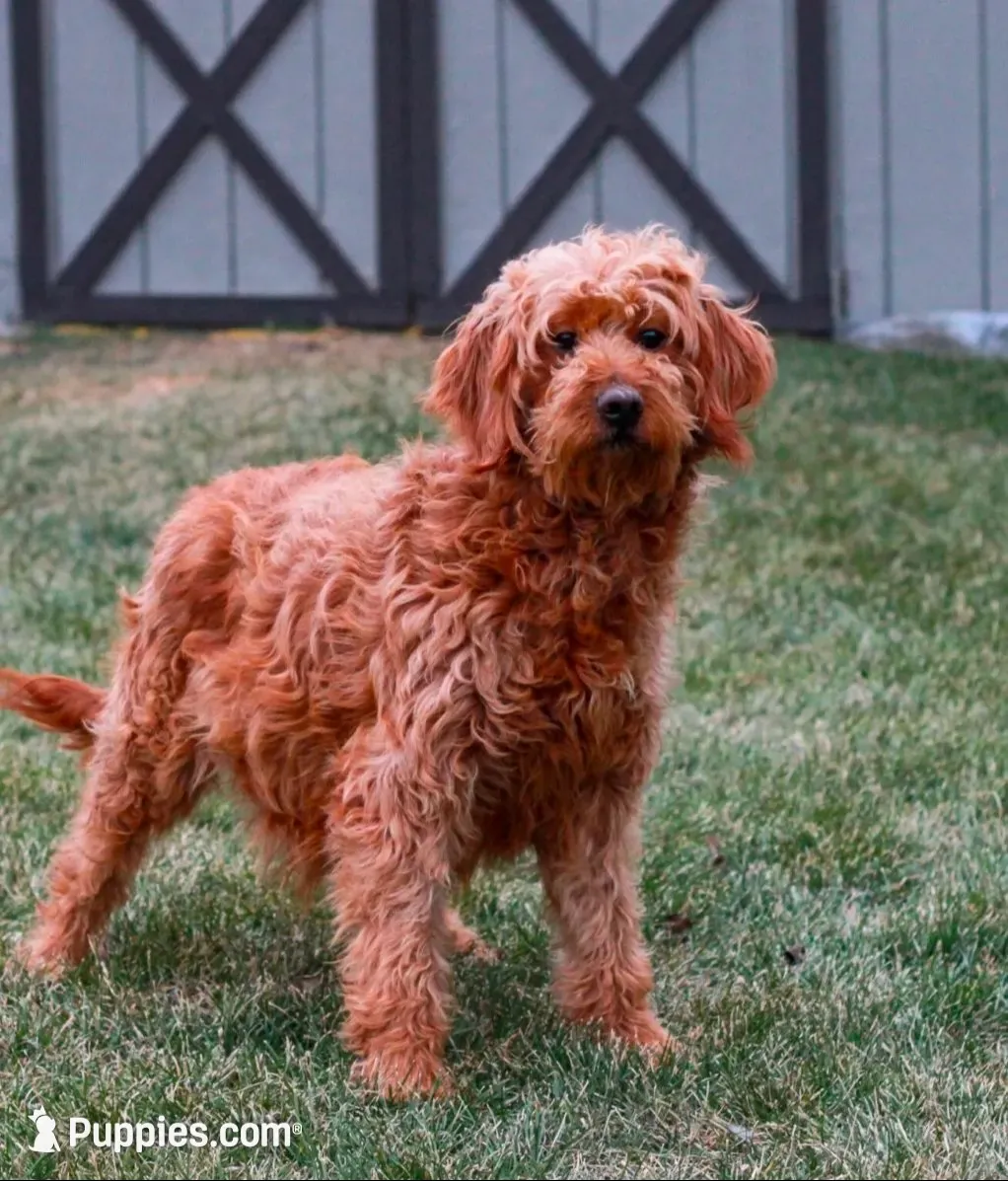 Wheeler, a male Goldendoodle for sale in Sicklerville, NJ – 2 of 3