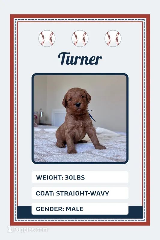 Turner – Goldendoodle puppy for sale in Sicklerville, NJ
