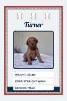 Turner, a male Goldendoodle for sale in Sicklerville, NJ – 1 of 1