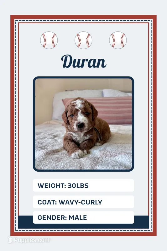 Duran – Goldendoodle puppy for sale in Sicklerville, NJ