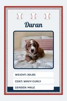 Duran, a male Goldendoodle for sale in Sicklerville, NJ – 1 of 1