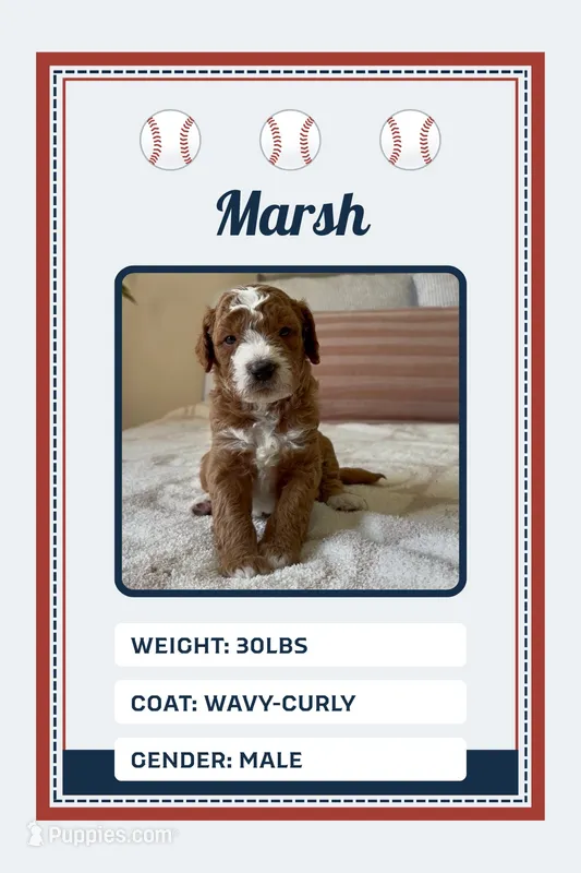 Marsh – Goldendoodle puppy for sale in Sicklerville, NJ