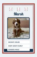 Marsh, a male Goldendoodle for sale in Sicklerville, NJ – 1 of 4