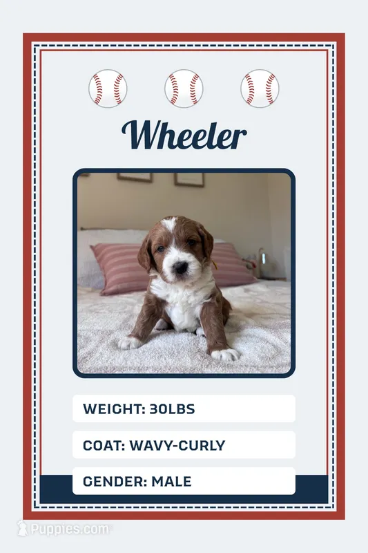 Wheeler – Goldendoodle puppy for sale in Sicklerville, NJ