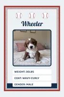 Wheeler, a male Goldendoodle for sale in Sicklerville, NJ – 1 of 3