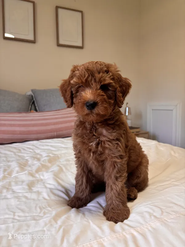 Turner – Goldendoodle puppy for sale in Sicklerville, NJ
