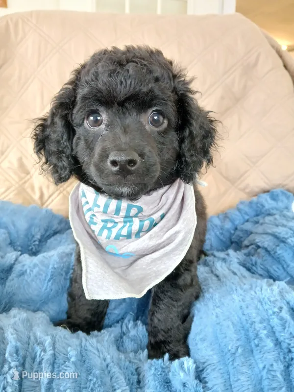 Eli – Poodle - Toy  puppy for sale in Blanch, NC