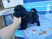 Kolter, a male Havanese and Poodle - Toy  for sale in Blanch, NC – 2 of 3