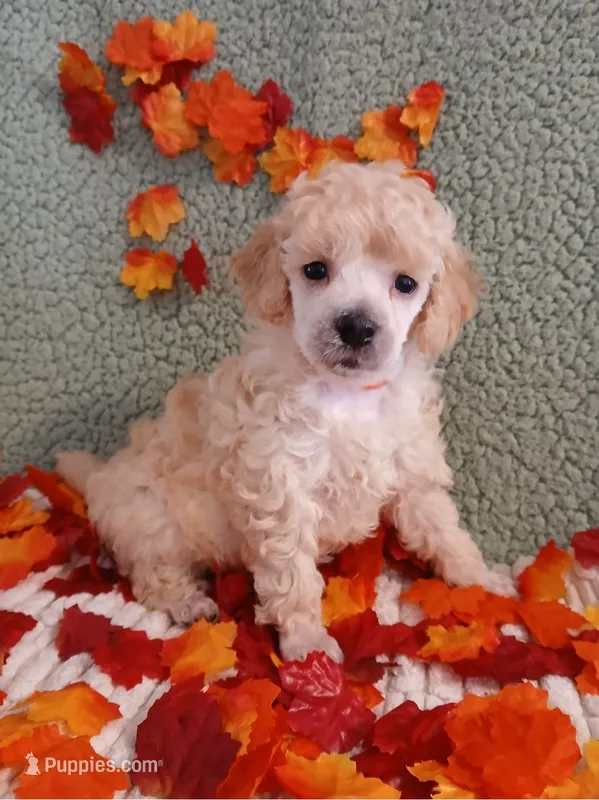Dustin – Poodle - Toy , Poodle - Miniature  puppy for sale in Blanch, NC