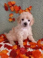 Dustin, a male Poodle - Toy  and Poodle - Miniature  for sale in Blanch, NC – 1 of 1