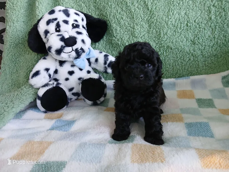 Kolter – Havanese, Poodle - Toy  puppy for sale in Blanch, NC