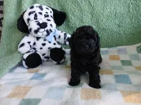 Kolter, a male Havanese and Poodle - Toy  for sale in Blanch, NC – 1 of 3