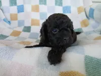 Kolter, a male Havanese and Poodle - Toy  for sale in Blanch, NC – 3 of 3