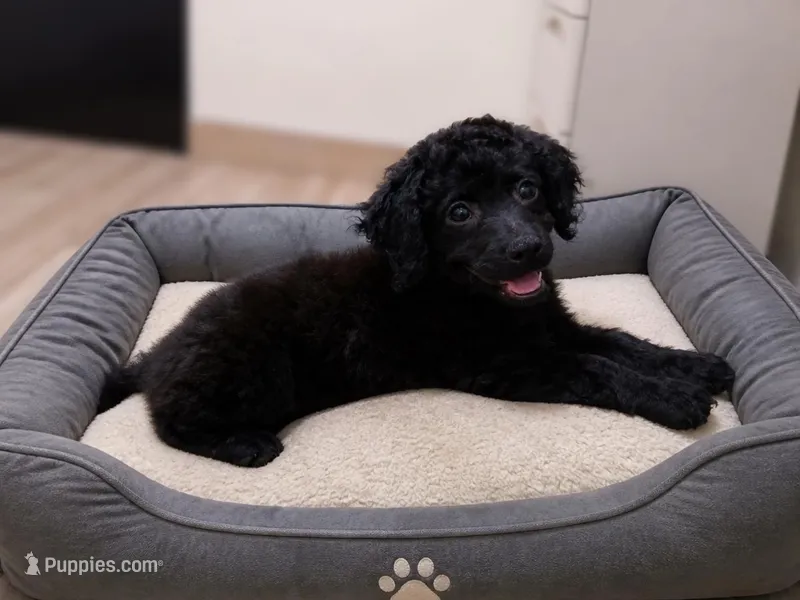 Eli – Havanese, Poodle - Toy  puppy for sale in Blanch, NC