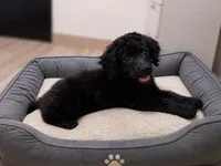Eli, a male Havanese and Poodle - Toy  for sale in Blanch, NC – 1 of 5