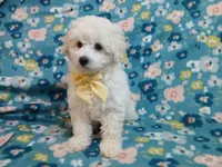 Elliot, a male Poodle - Miniature  for sale in Blanch, NC – Photo 2 of 2