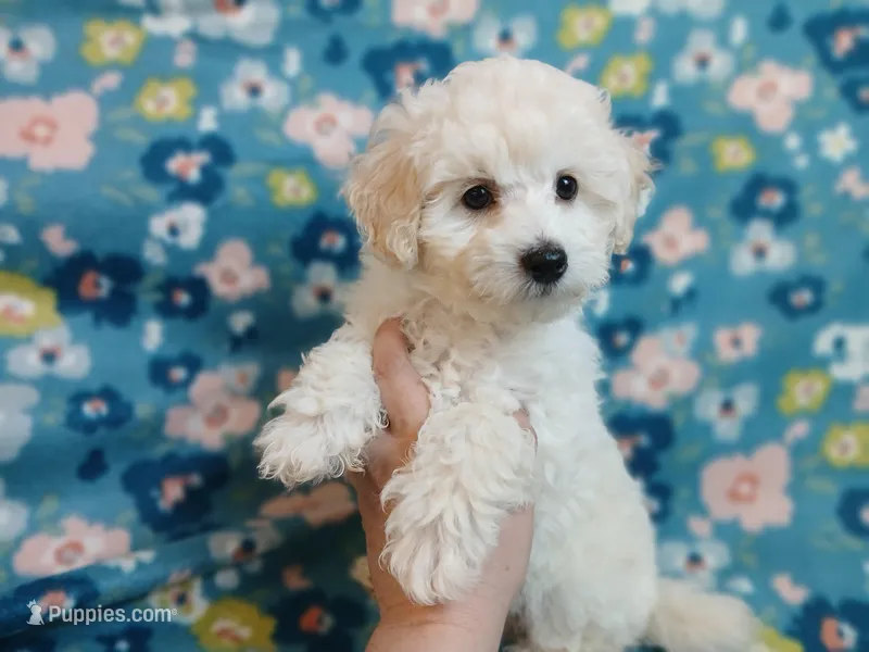 Elliot – Poodle - Miniature  puppy for sale in Blanch, NC