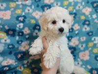 Elliot, a male Poodle - Miniature  for sale in Blanch, NC – Photo 1 of 2