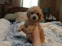 Maxwell, a male Poodle - Miniature  for sale in Blanch, NC – 1 of 3