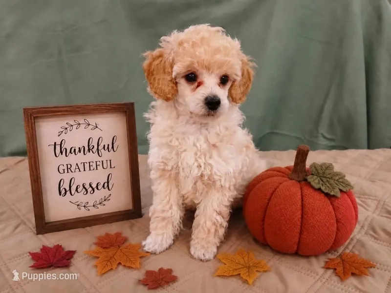 Dexter – Poodle - Toy , Poodle - Miniature  puppy for sale in Blanch, NC