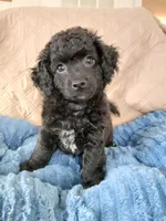 Eli, a male Poodle - Toy  for sale in Blanch, NC – 2 of 3