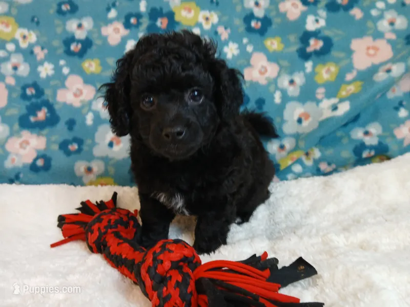 Eli – Havanese, Poodle - Toy  puppy for sale in Blanch, NC