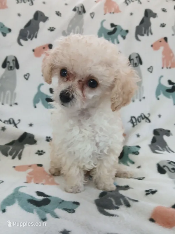 Baylee – Poodle - Toy  puppy for sale in Blanch, NC