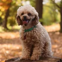 Rojo, a male Poodle - Toy  for sale in Blanch, NC – Photo 1 of 2