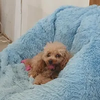 Rojo, a male Poodle - Toy  for sale in Blanch, NC – Photo 2 of 2