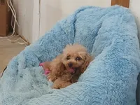 Rojo, a male Poodle - Toy  for sale in Blanch, NC – Photo 2 of 2