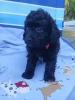 Eli, a male Havanese and Poodle - Toy  for sale in Blanch, NC – 3 of 3