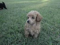 Maxwell, a male Poodle - Miniature  for sale in Blanch, NC – 2 of 3