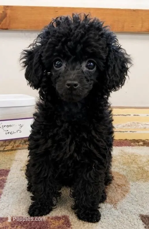 Mitchell – Poodle - Toy  puppy for sale in Blanch, NC