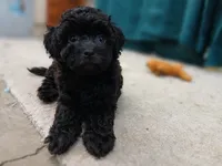 Kolter, a male Poodle - Toy  for sale in Blanch, NC – 2 of 4