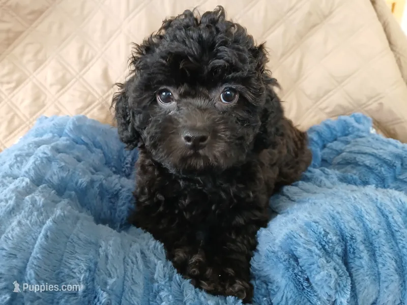 Kolter – Poodle - Toy  puppy for sale in Blanch, NC