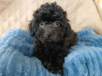Kolter, a male Poodle - Toy  for sale in Blanch, NC – 1 of 4